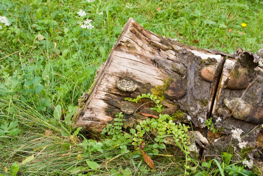 Stamb with grass Stock Photo by ©oksixx 1114643