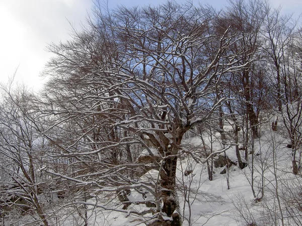 Skogen i snö — Stockfoto