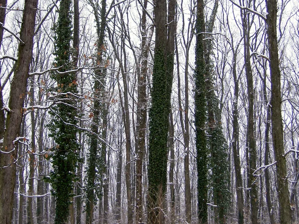 Bos in sneeuw — Stockfoto