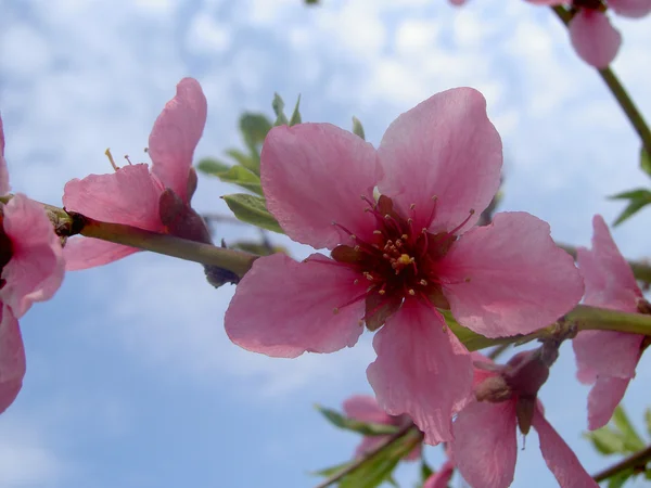 Цвітіння персика — стокове фото