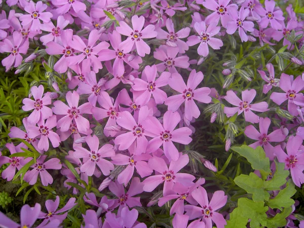 Sfondo romantico con fiori viola — Foto Stock