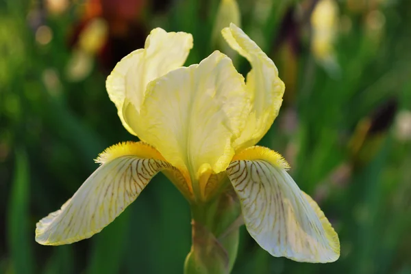 Field of irises — Stock Photo, Image