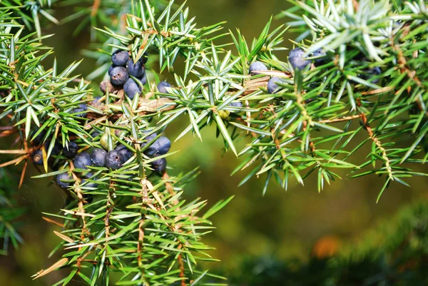 Juniper in the forest — Stock Photo, Image