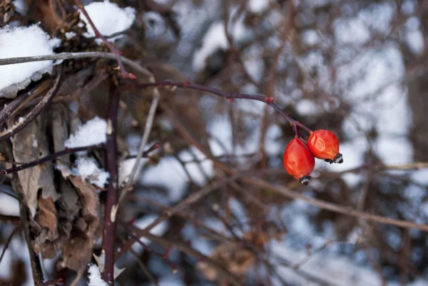 Αγριοτριανταφυλλιά το χειμώνα — Φωτογραφία Αρχείου
