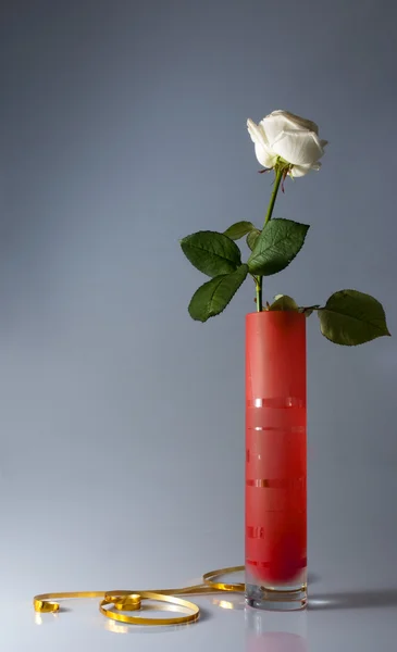 Натюрморт с одной белой розой — стоковое фото
