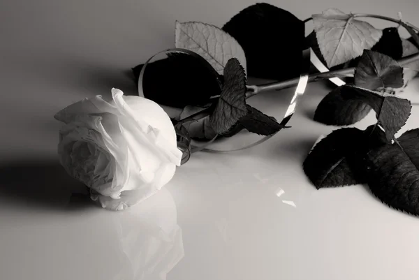 Bodegón con una rosa blanca — Foto de Stock