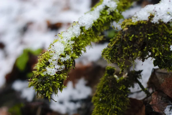 Moss sob a neve — Fotografia de Stock