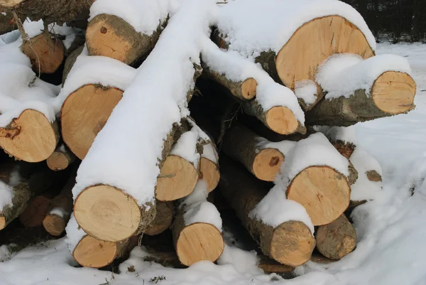 Dřevo pod sněhem — Stock fotografie