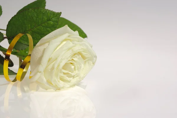 Jednej białej róży — Zdjęcie stockowe