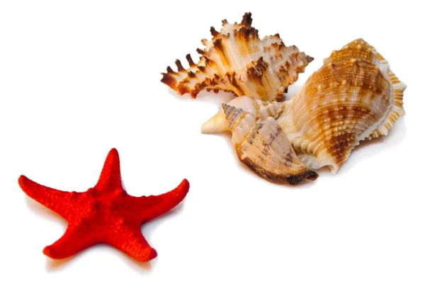 Shells and red star — Stock Photo, Image