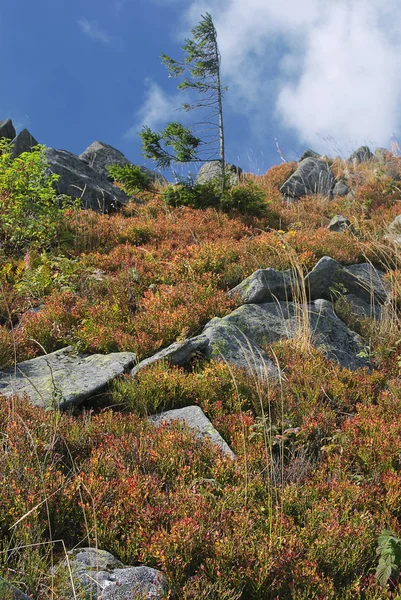 바위 위에 있는 식물 — 스톡 사진