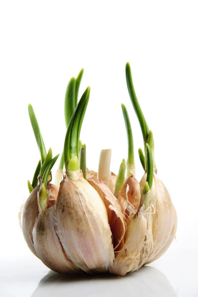 Germinate garlic — Stock Photo, Image