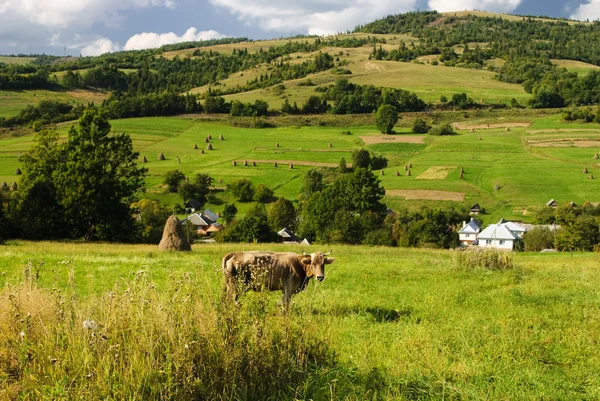 Выпас коров в поле — стоковое фото