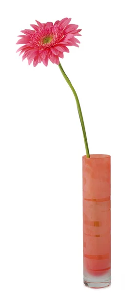 stock image Pink daisy on red vase