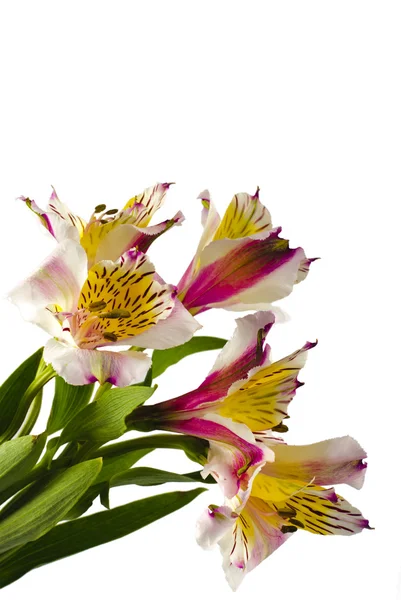Куча орхидей — стоковое фото