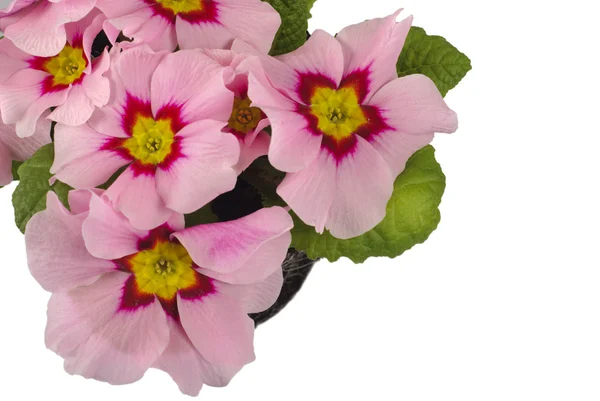 Roze daisy in de bodem — Stockfoto