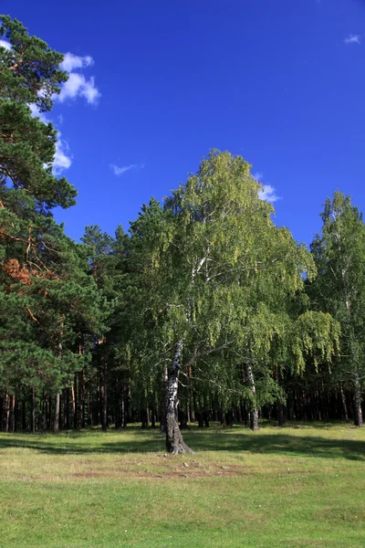 Соснового лісу на Уралі — стокове фото