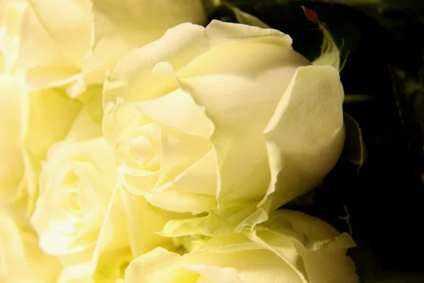 Jasne żółte róże — Zdjęcie stockowe