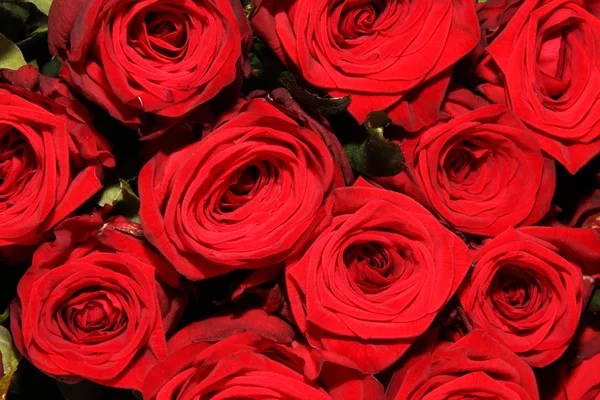 Rose rosse luminose — Foto Stock