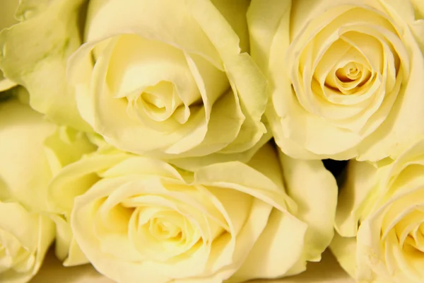 Rose gialle luminose — Foto Stock
