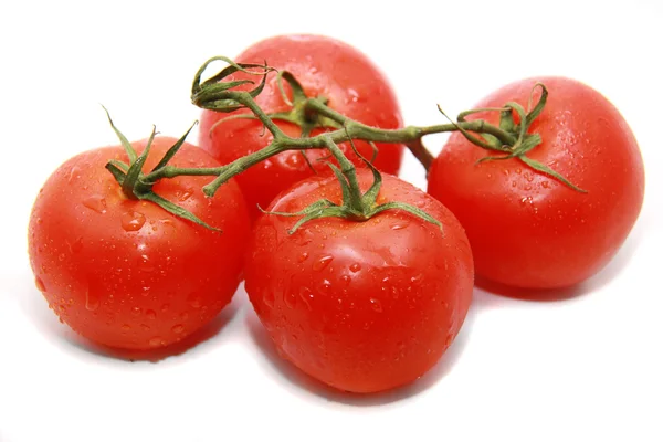 Světlé rajče — Stock fotografie