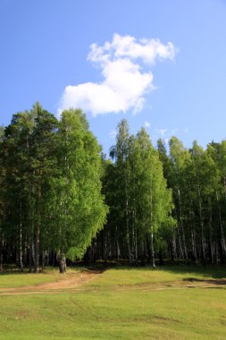 çam ormanı içinde ural