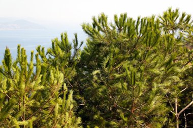 Cedar in the mountain near sea clipart