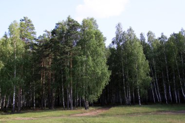 Pine forest in Ural clipart