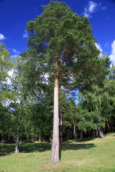 Сосновый лес Урала — стоковое фото