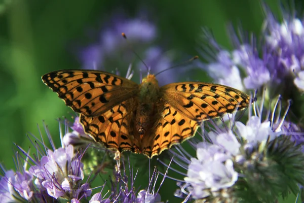 stock image Butterfly - monarch