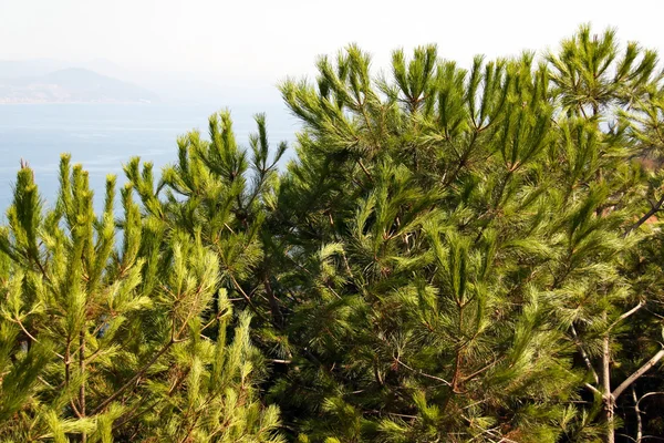 海の近くの山での杉 — ストック写真