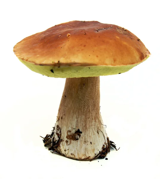 Porcini mushroom (Boletus edulis) aka bo — Stock Photo, Image