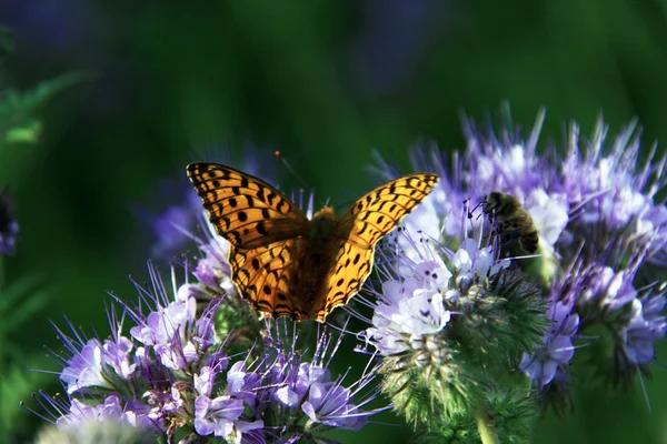 stock image Butterfly - monarch