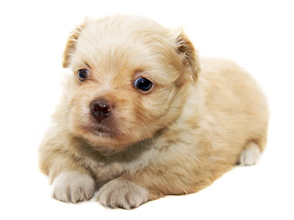 Chihuahua cão no fundo branco — Fotografia de Stock