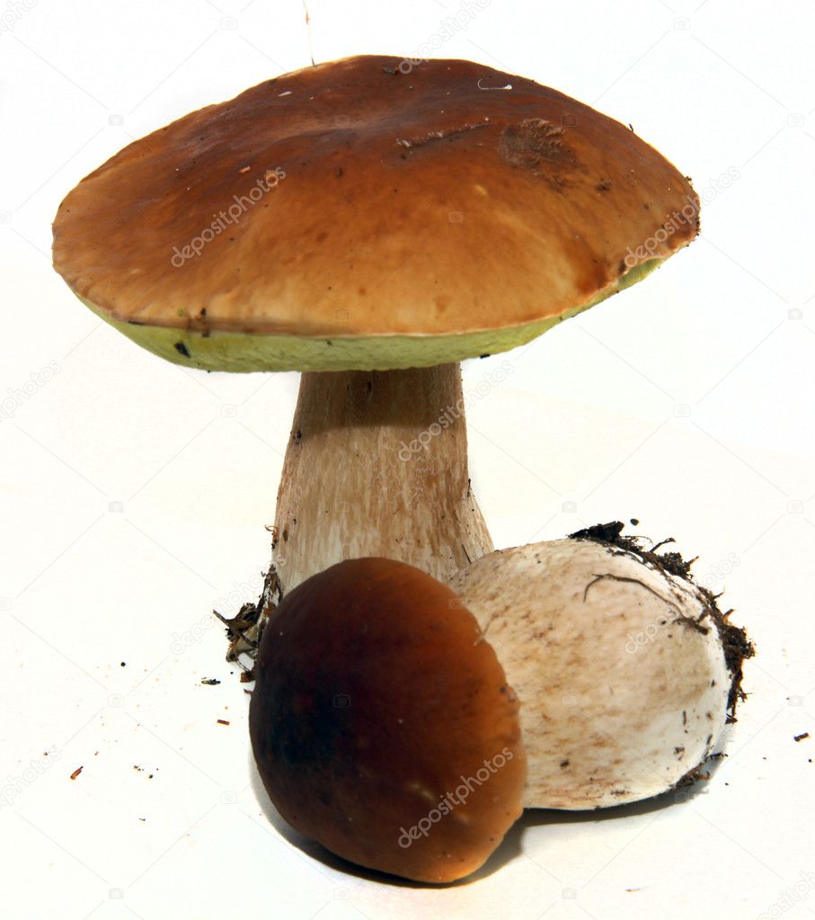 Porcini mushroom (Boletus edulis) aka bo
