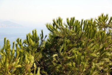 Rock ve Türkiye'deki Deniz