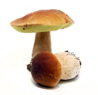 Porcini mantar (Boletus mantarı) aka bo