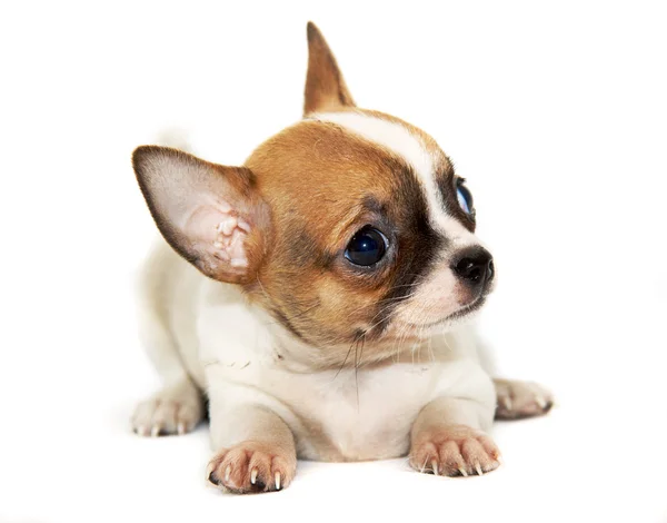 Chihuahua-hund på hvit bakgrunn – stockfoto