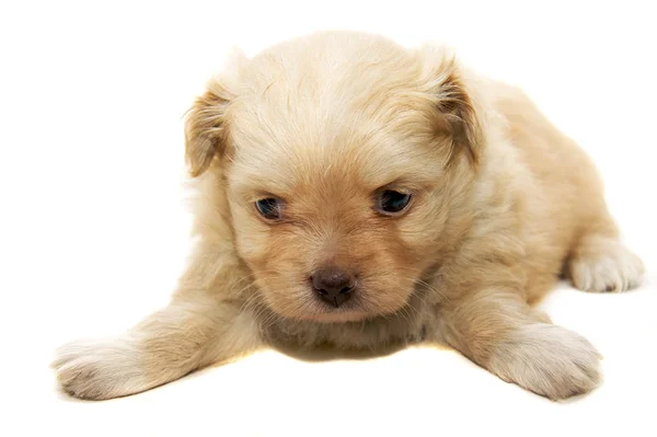 Chihuahua kutya fehér háttér — Stock Fotó