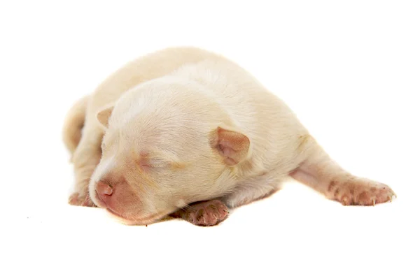 Chihuahua hund på hvid baggrund - Stock-foto