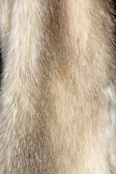 ミンクの毛皮 — ストック写真
