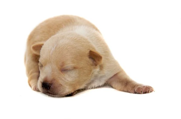 Chihuahua Hund auf weißem Hintergrund — Stockfoto