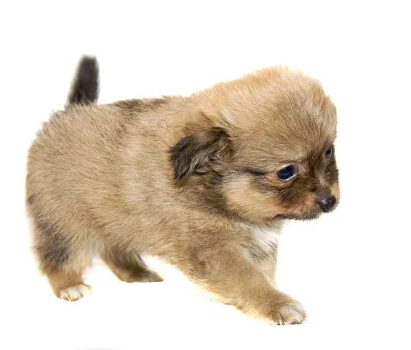 Chihuahua pes na bílém pozadí — Stock fotografie