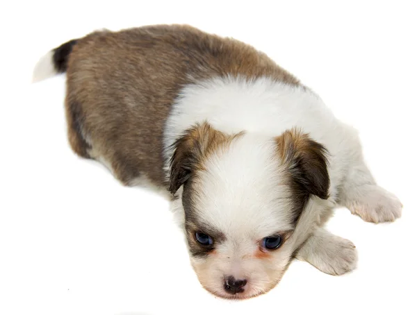 Chihuahua dog on white background — Stock Photo, Image