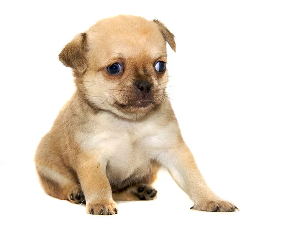 Собака чихуахуа на білому тлі — стокове фото