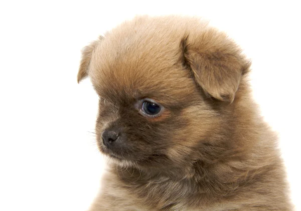 Chihuahua perro sobre fondo blanco — Foto de Stock
