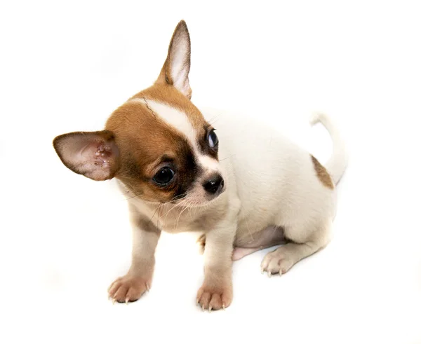 Chihuahua hond op witte achtergrond — Stockfoto