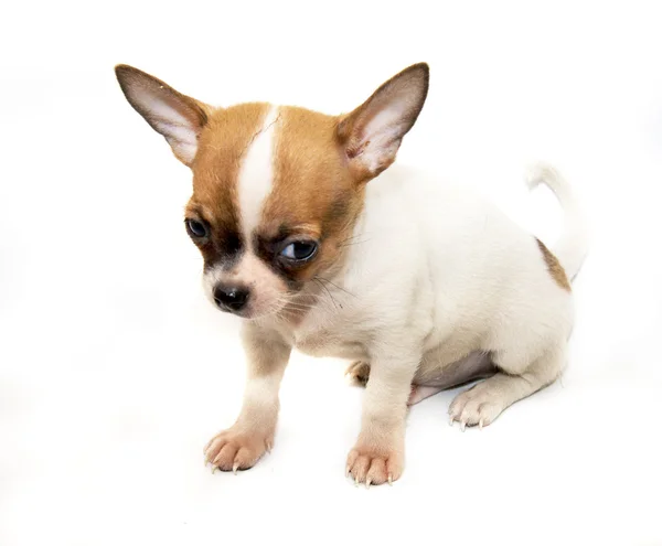 Chihuahua chien sur fond blanc — Photo