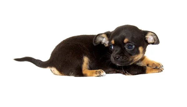 Beyaz arka planda Chihuahua köpeği — Stok fotoğraf