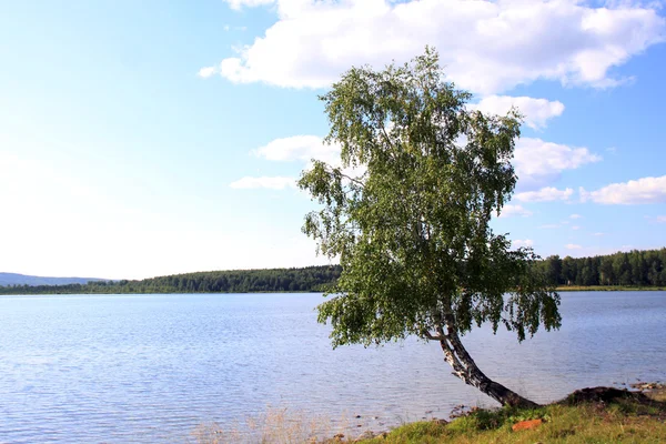 湖の近くの木 — ストック写真